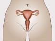 Órganos sexuales internos de una mujer mostrando cómo se produce la ovulación en uno de los ovarios
