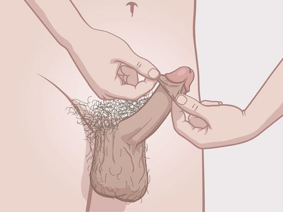 Organele genitale externe ale bărbatului