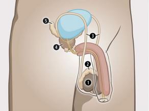 Les organes sexuels internes d’un homme sont : 1. les testicules, 2. les épididymes, 3. les canaux déférents, 4. la prostate et 5. les vésicules séminales.