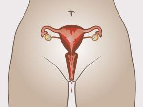 4. Menstruatie: slijmvlies en bloed komen uit de vagina. 