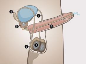 El pene visto desde el interior: 1. testículos, 2. epidídimos, 3. conductos espermáticos, 4. próstata, 5. vesículas seminales, 6. uretra