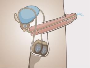 2. Erect penis seen from inside, showing how semen can leave the male body