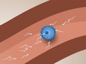 Bevruchting: een zaadcel dringt de eicel binnen en bevrucht ze.