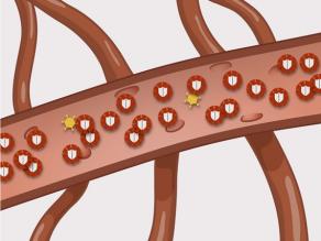 Detail of a blood vessel: when you take HIV medicines, a bit of HIV virus remains in your blood, but can no longer attack the white blood cells that protect you against infections. 