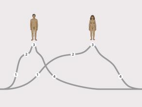 Die Abbildung zeigt die verschiedenen Phasen der körperlichen Erregung: 1. Verlangen, 2. Erregung, 3. Orgasmus, 4. Rückbildung