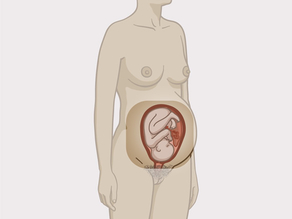 زنی باردار  ایستاده. تأکید روی اندام جنسی داخلی با جنین درون رحم است.
