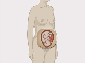 Pregnant woman standing. The focus is on the internal sexual organs with the baby inside the uterus.