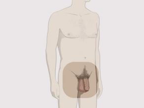 Man standing. The focus is on the visible sexual organs.