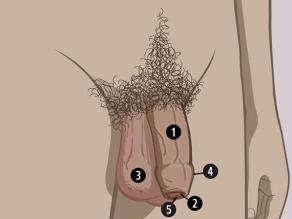 A man’s visible sexual organs are: 1. penis, 2. glans, 3. scrotum. Around the glans: 4. foreskin, inside: 5. urinary meatus.