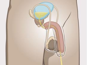1. Soft penis seen from inside, showing how urine can leave the male body