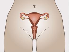 1. The egg cells are stored in the ovaries.