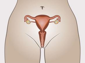 Ovulação: um óvulo maduro deixa o ovário