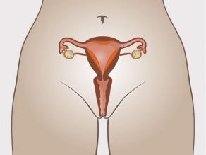 The ripe egg cell is transported through the fallopian tube to the uterus.